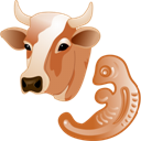 cow embryo icon